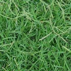 5000 Bermuda Grass Seeds