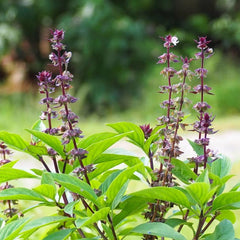 1000 Red Basil Thai Basil Non-GMO Vegetable Seeds