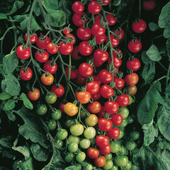 100 Supersweet 100 Cherry Tomato Non-gmo Vegetable Seeds