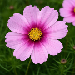 500 Daydream Cosmos Flower Seeds