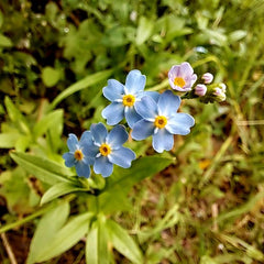 300 Blue Forget Me Not Flower Seeds