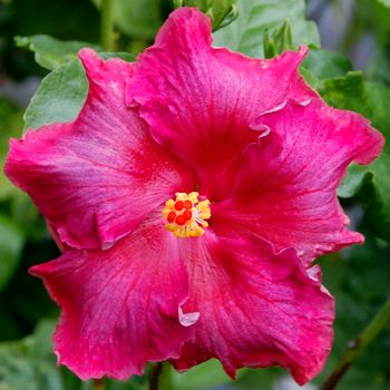 100 Fushia Delight Hibiscus Hardy Flower Perennials Seeds