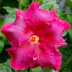 100 Fushia Delight Hibiscus Hardy Flower Perennials Seeds