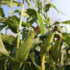 100 Big Purple Thai Sweet Corn Seeds