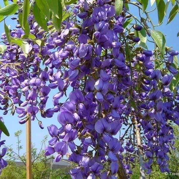 50 Purple Cassia fistula Seeds Thai Golden Shower Tree Seeds