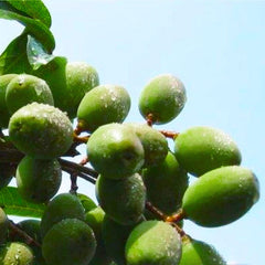 15 Kenari Upi Canarium Subulatum Guillaumin Seeds