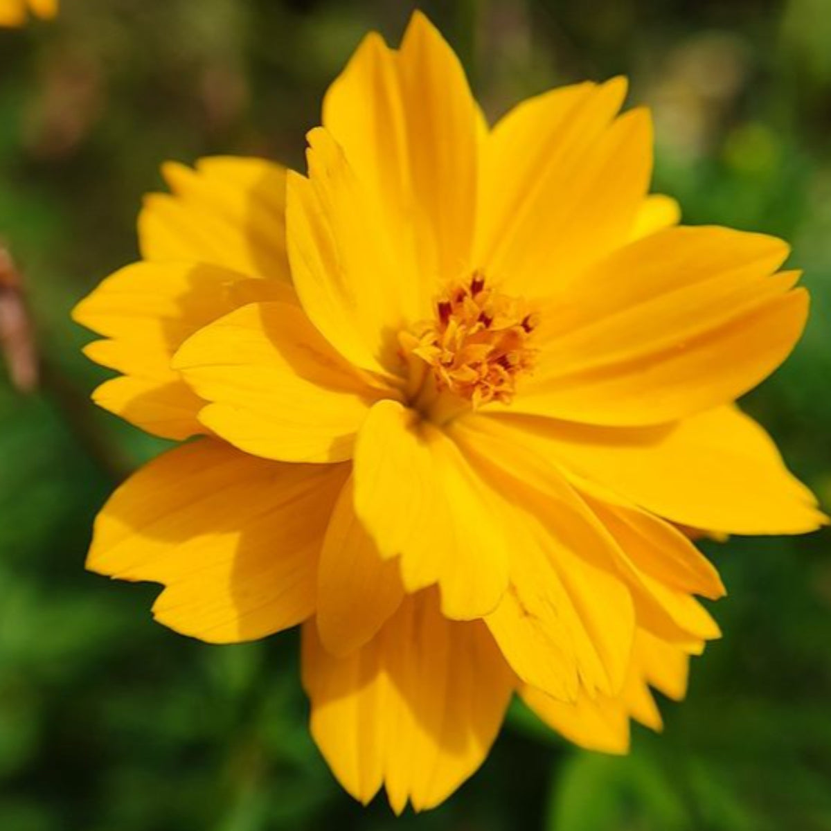 100 Yellow Starburst Cosmos Flower Seeds (Flower Plants)