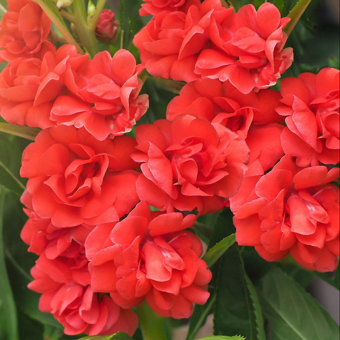 200 Double Red Candy Impatiens Balsamina Balsam Flower Seeds