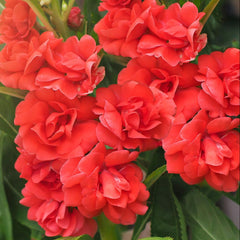 200 Double Red Candy Impatiens Balsamina Balsam Flower Seeds