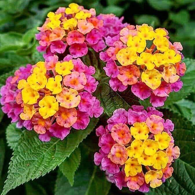 100 Purple Lantana Camara Flower Seeds