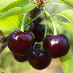 30 Black Tartarian Cherry Bonsai Tree Seeds