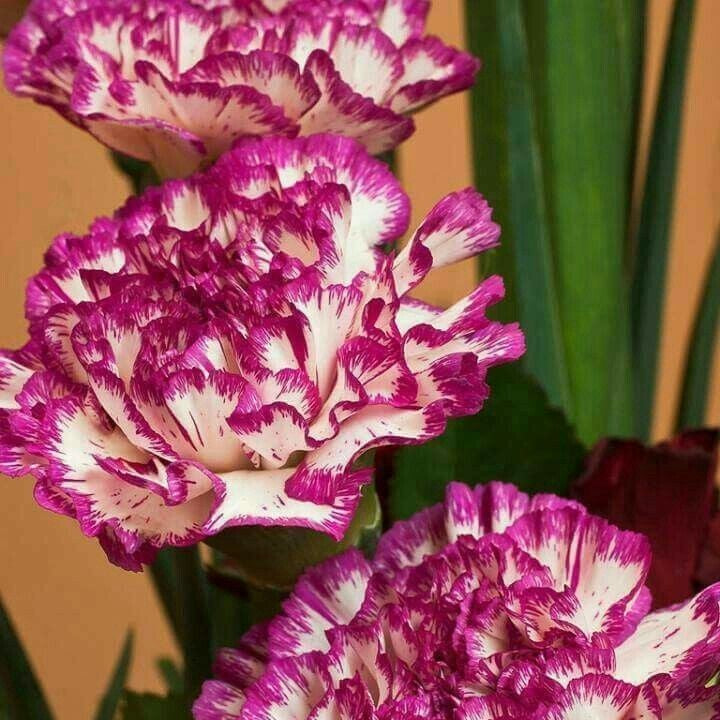 Close-up of pink and white striped carnations with a blurred background