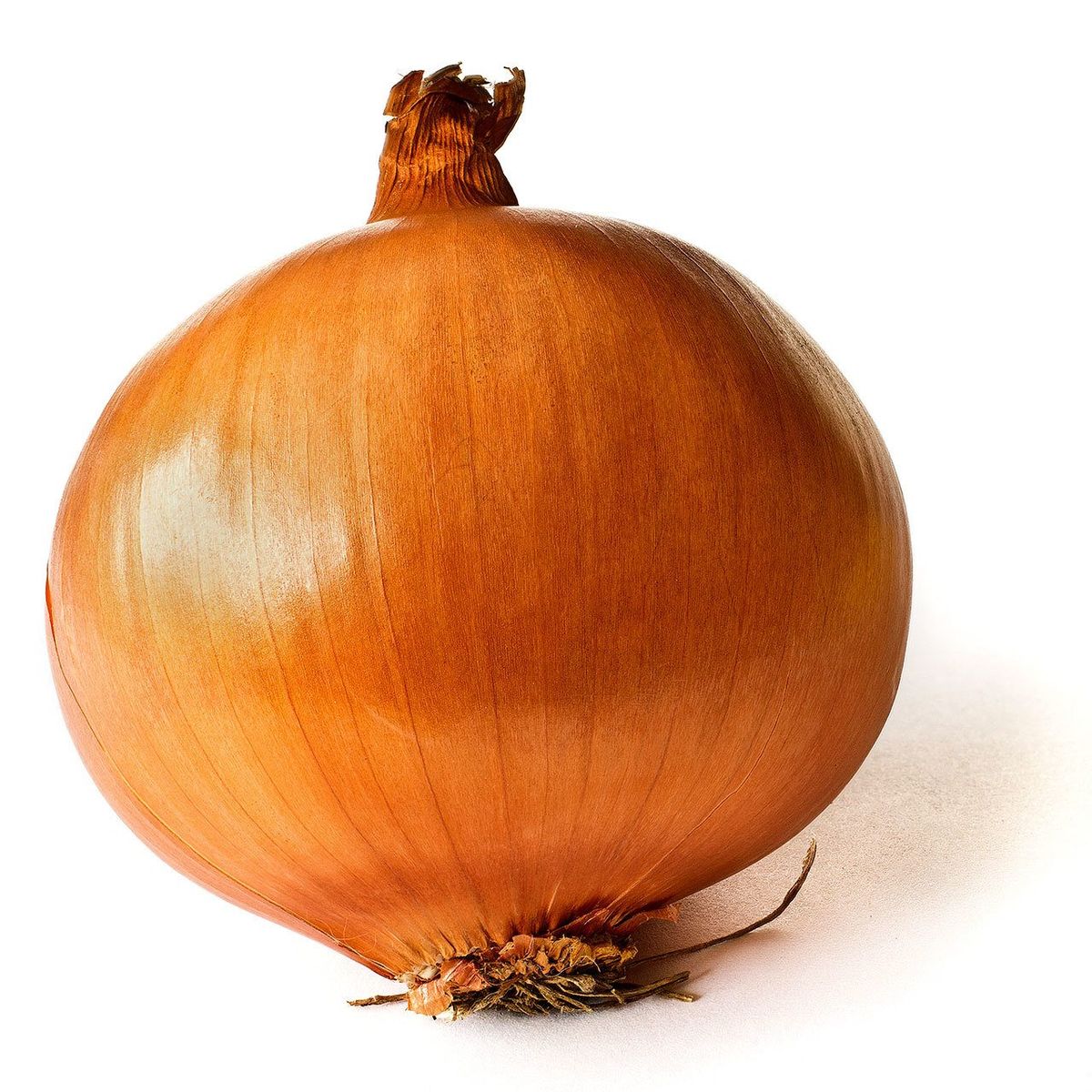 300 Super Rex Onion Vegetable Seeds