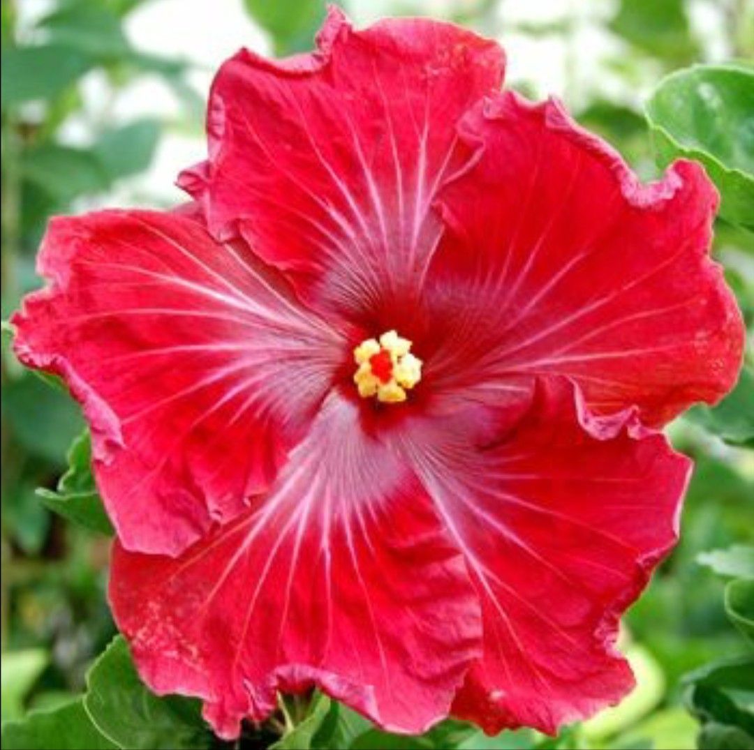 100 Wizard of Oz Hibiscus Hardy Flower Perennials Seeds
