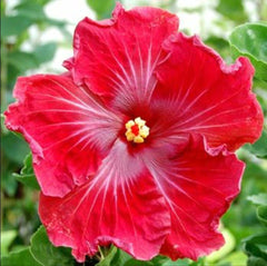 100 Wizard of Oz Hibiscus Hardy Flower Perennials Seeds