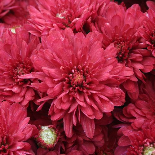 200 Red Mum Chrysanthemum Flowers Seeds