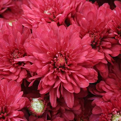 200 Red Mum Chrysanthemum Flowers Seeds
