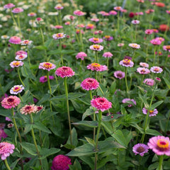 300 Mini Cupcake Pink Zinnia Flower Seeds
