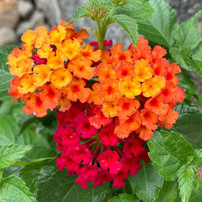 Cluster of orange, red, and yellow flowers with green leaves.