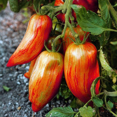 50 Speckled Roman Tomato Vegetable Non-gmo Heirloom Seeds