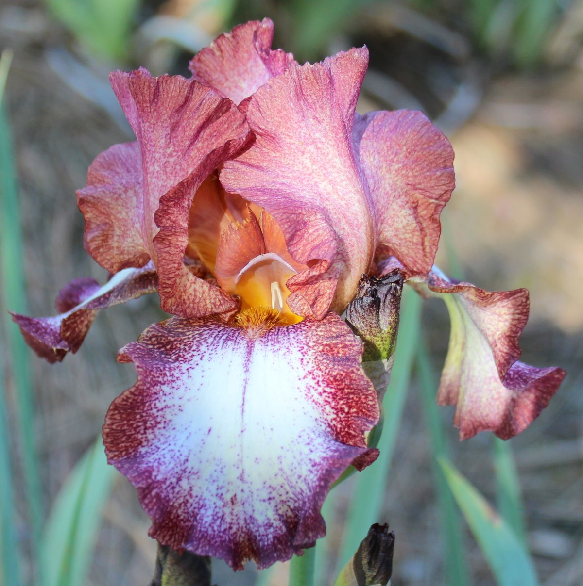 100 Woodwine Iris Seeds