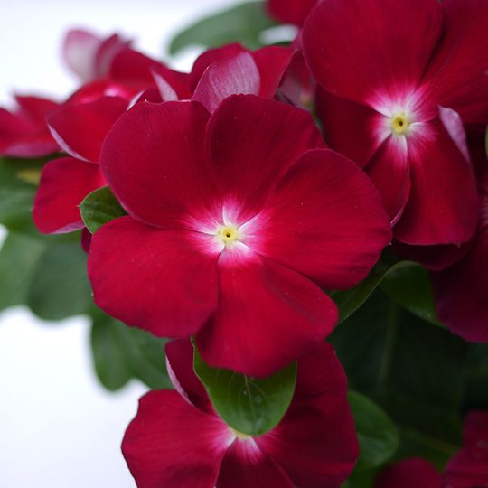100 Red Mega Bloom Vinca Flower Seeds Madagascar Periwinkle
