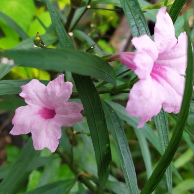 200 Pink Ruellia Tuberosa Waterkanon Thai Flower Herbs Seeds