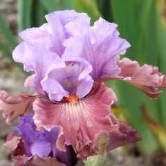 100 Adoranova Iris Seeds