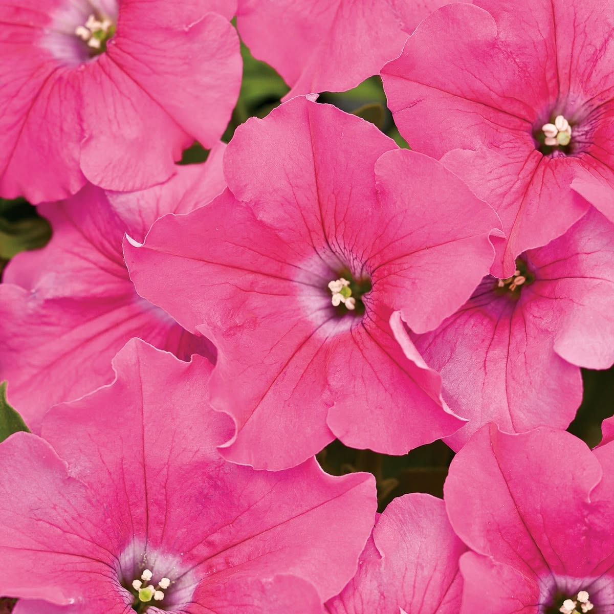 1000 Pink Bravo Petunia Seeds Grandiflora Multiflora Milliflora Flower Seeds