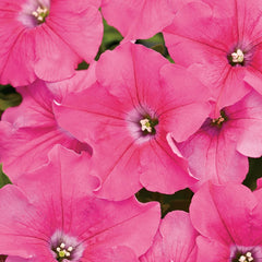 1000 Pink Bravo Petunia Seeds Grandiflora Multiflora Milliflora Flower Seeds