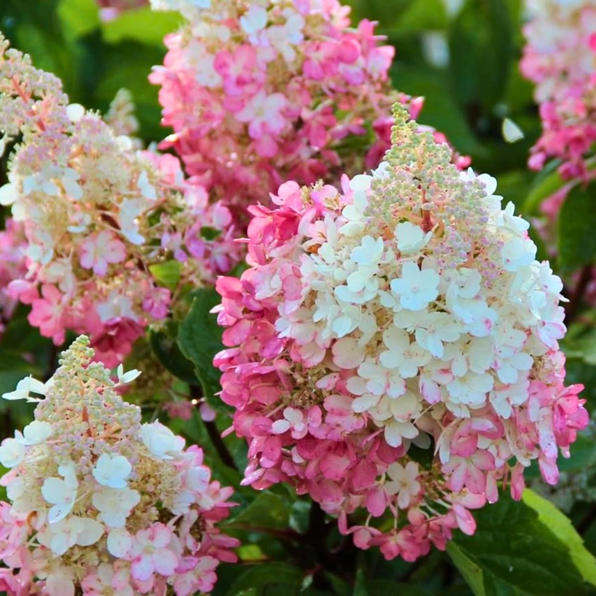 50 Pink White Hydrangea Hardy Perennial Flowers Seeds