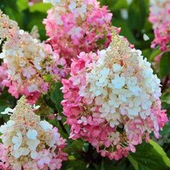 50 Pink White Hydrangea Hardy Perennial Flowers Seeds