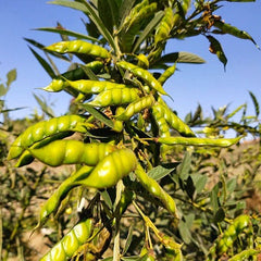 50 Green Pigeon Pea Seeds