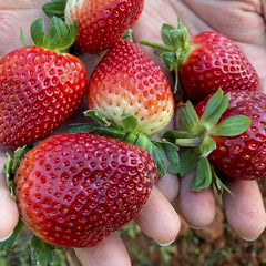 100 Thai Giant Phraratchathan 89 Strawberry Fruit Seeds