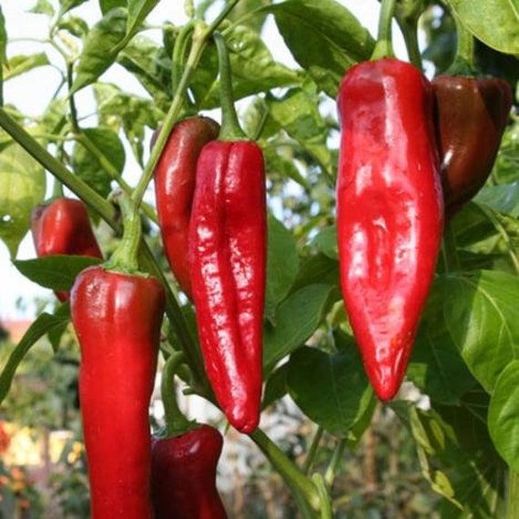 200 Big Jim Chili Pepper Seeds
