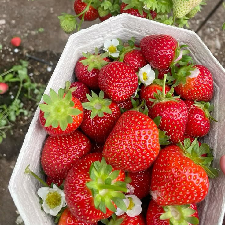 100 Maehyang Korean Red Strawberry Seeds Asia Fruit