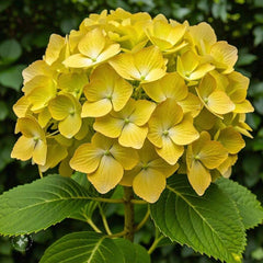 50 Yellow Hydrangea Hardy Perennial Flowers Seeds