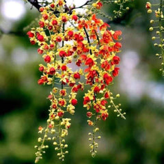 50 Red Cassia fistula Seeds Thai Golden Shower Tree Seeds