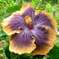 100 Moorea Queen of My Heart Hibiscus Hardy Flower Perennials Seeds