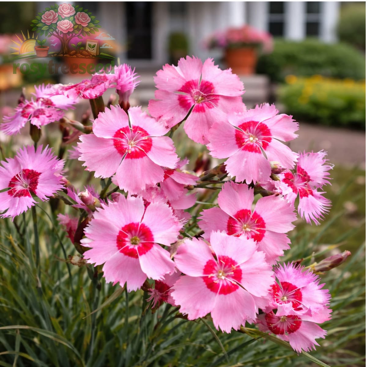 350 Pink Dianthus Chinensis Seeds Butterfly Flowers Caryophyllaceae