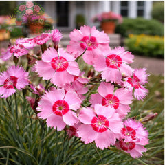 350 Pink Dianthus Chinensis Seeds Butterfly Flowers Caryophyllaceae