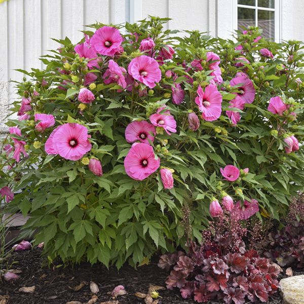 100 Cranberry Cursh Hibiscus Hardy Flower Perennials Seeds