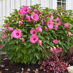 100 Cranberry Cursh Hibiscus Hardy Flower Perennials Seeds