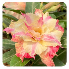 15 Thai Yellow Thong Pan Lorn Adenium Obesum Desert Rose Seeds