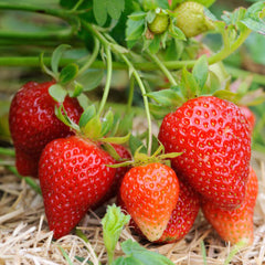 100 Dunlap (Fragaria) Strawberry Homegrown Edible Garden Fruit Organic Sweet Non-GMO Berry Seeds