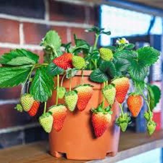 100 Giant Japan Red Strawberry Organic Bonsai Sweet Juicy Fruit Seeds