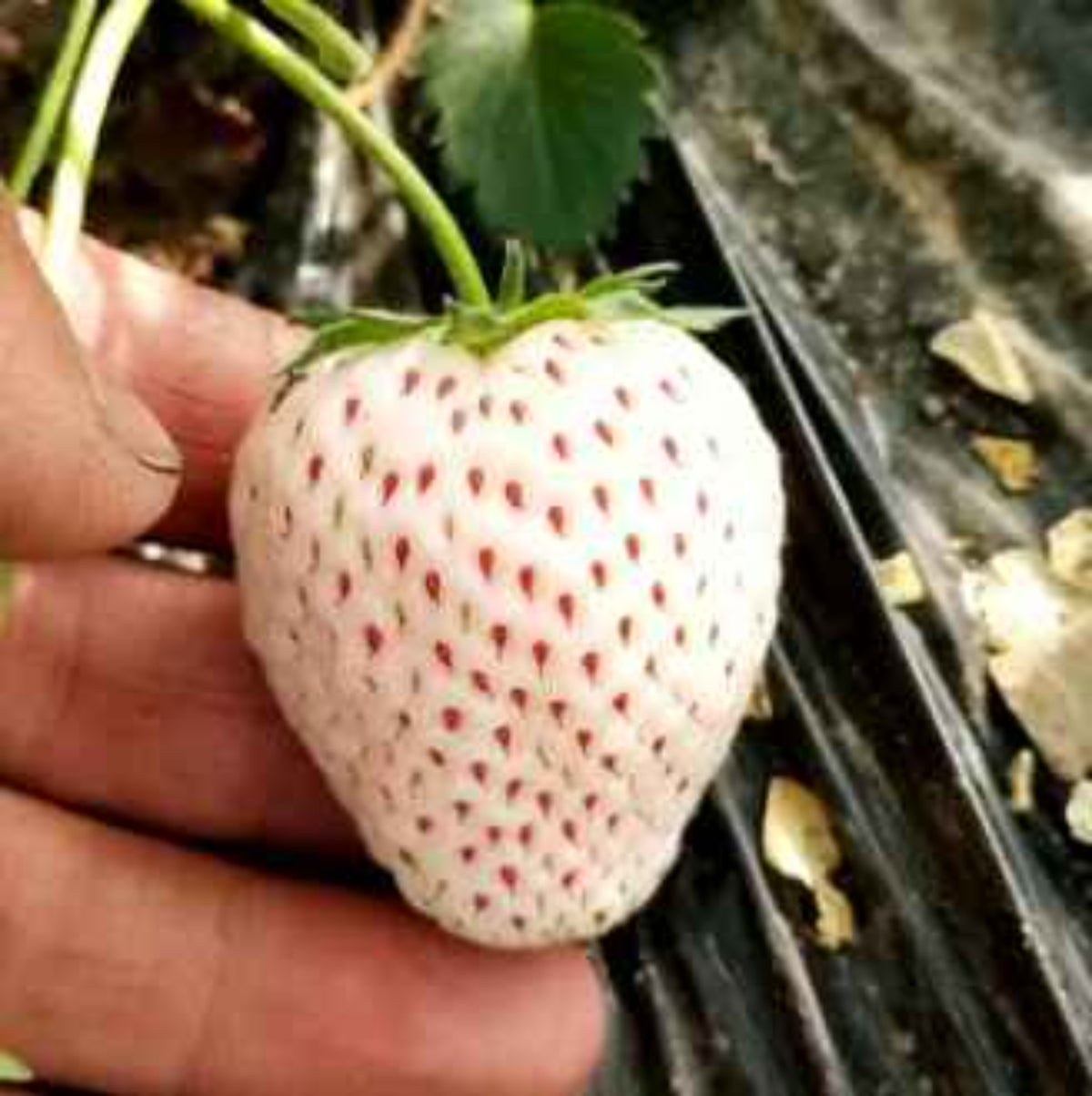 100 Japanese White Strawberry Homegrown Edible Garden Fruit Organic Sweet Non-GMO Berry Seeds