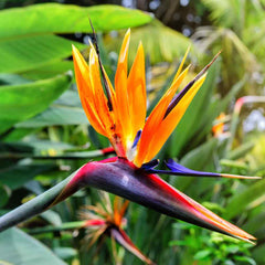 10 Orange Bird of Paradise Flower Seeds. Strelitzia reginae, crane flower, ornamental plant Seeds (Asia Flower)