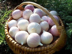 10 Bulbs Lyubasha Winter Garlic Bulbs (Organic Vegetable) Non-GMO Heirloom Seeds