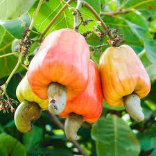 10 Cashew Nut Seeds Anacardium occidentale germinated Seeds (Asia Fruit)